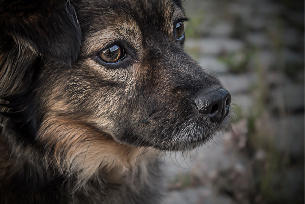 Hundezubehoer auf Rechnung kaufen