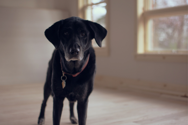 Hundezubehoer auf Rechnung